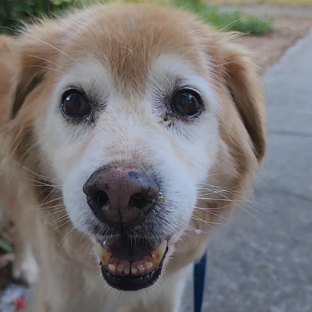 Enlarge Zeke, a Adoptable mixed breed in Lutz, FL image 2/3