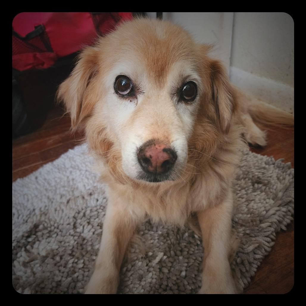 Enlarge Zeke, a Adoptable mixed breed in Lutz, FL image 3/3