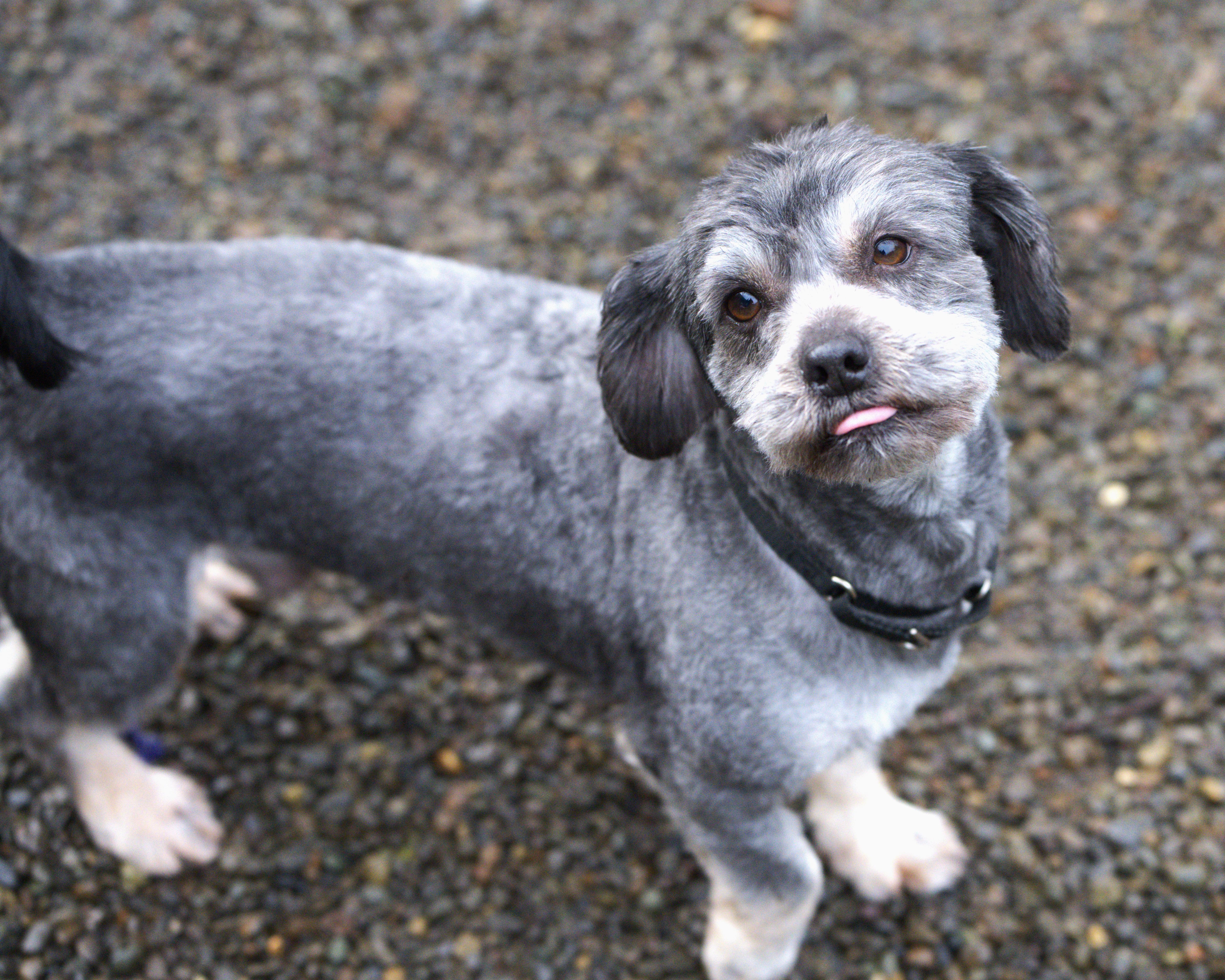 Enlarge Pepper = Bonded pair with Salt, a Adoptable mixed breed in Hoquiam, WA image 3/5