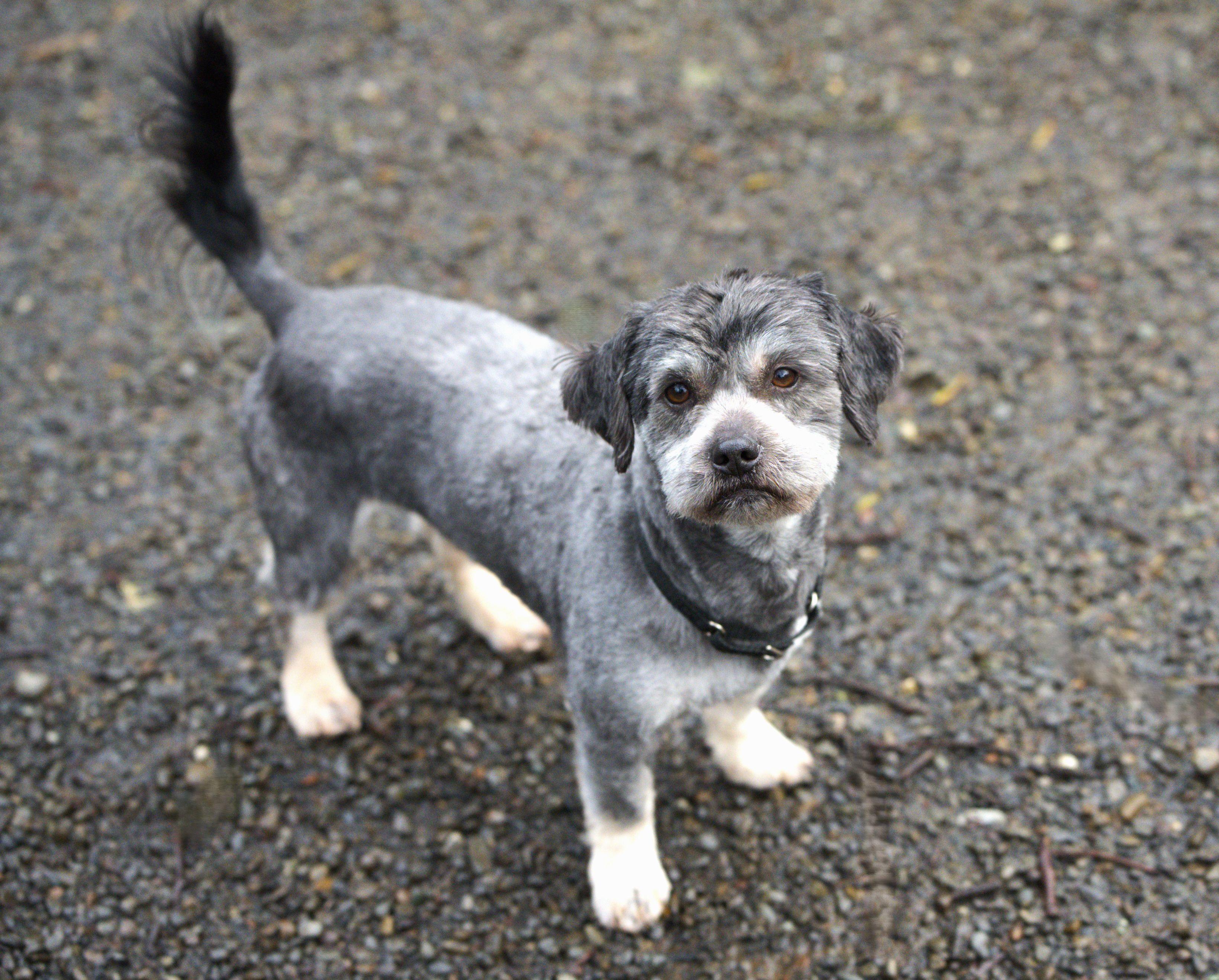 Enlarge Pepper = Bonded pair with Salt, a Adoptable mixed breed in Hoquiam, WA image 2/5