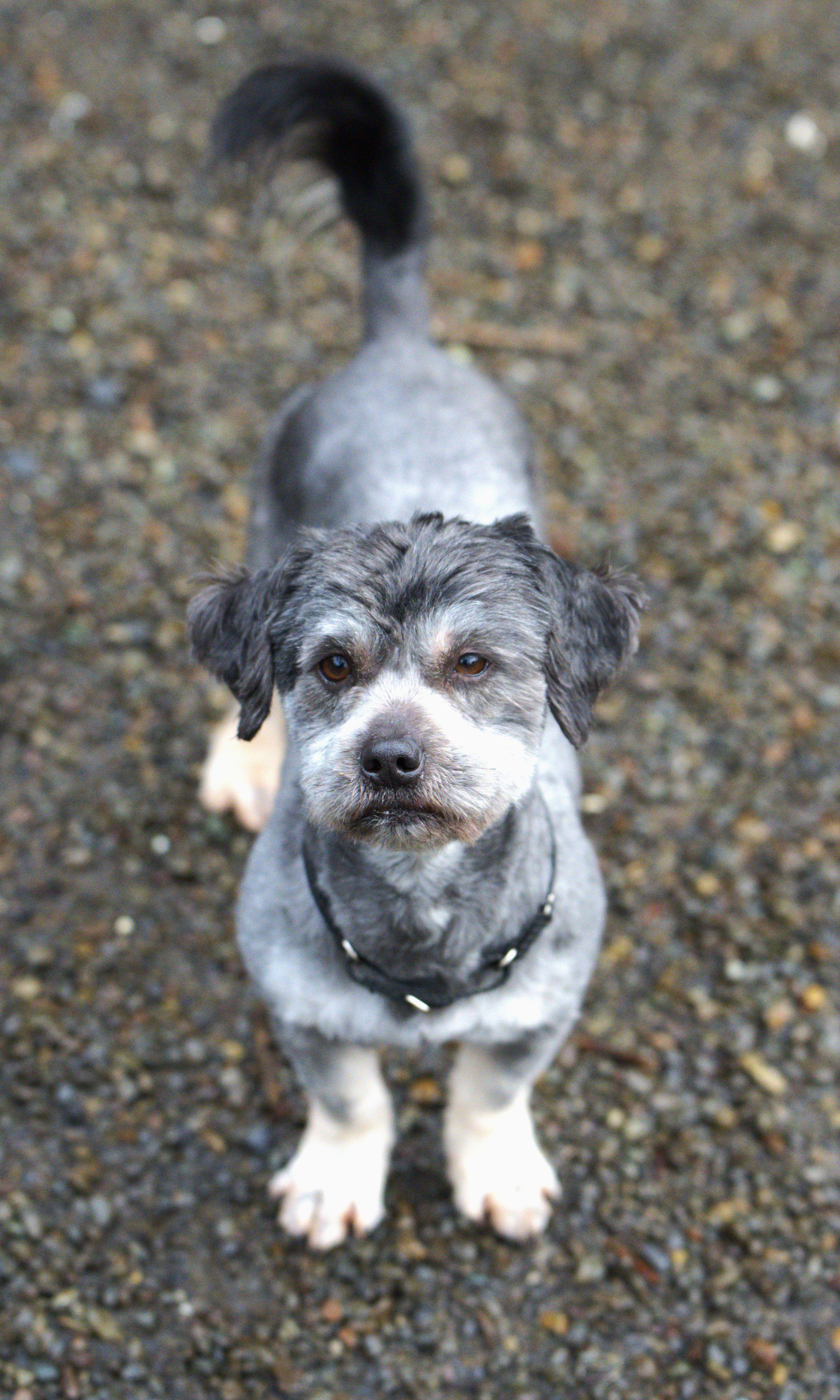 Enlarge Pepper = Bonded pair with Salt, a Adoptable mixed breed in Hoquiam, WA image 5/5