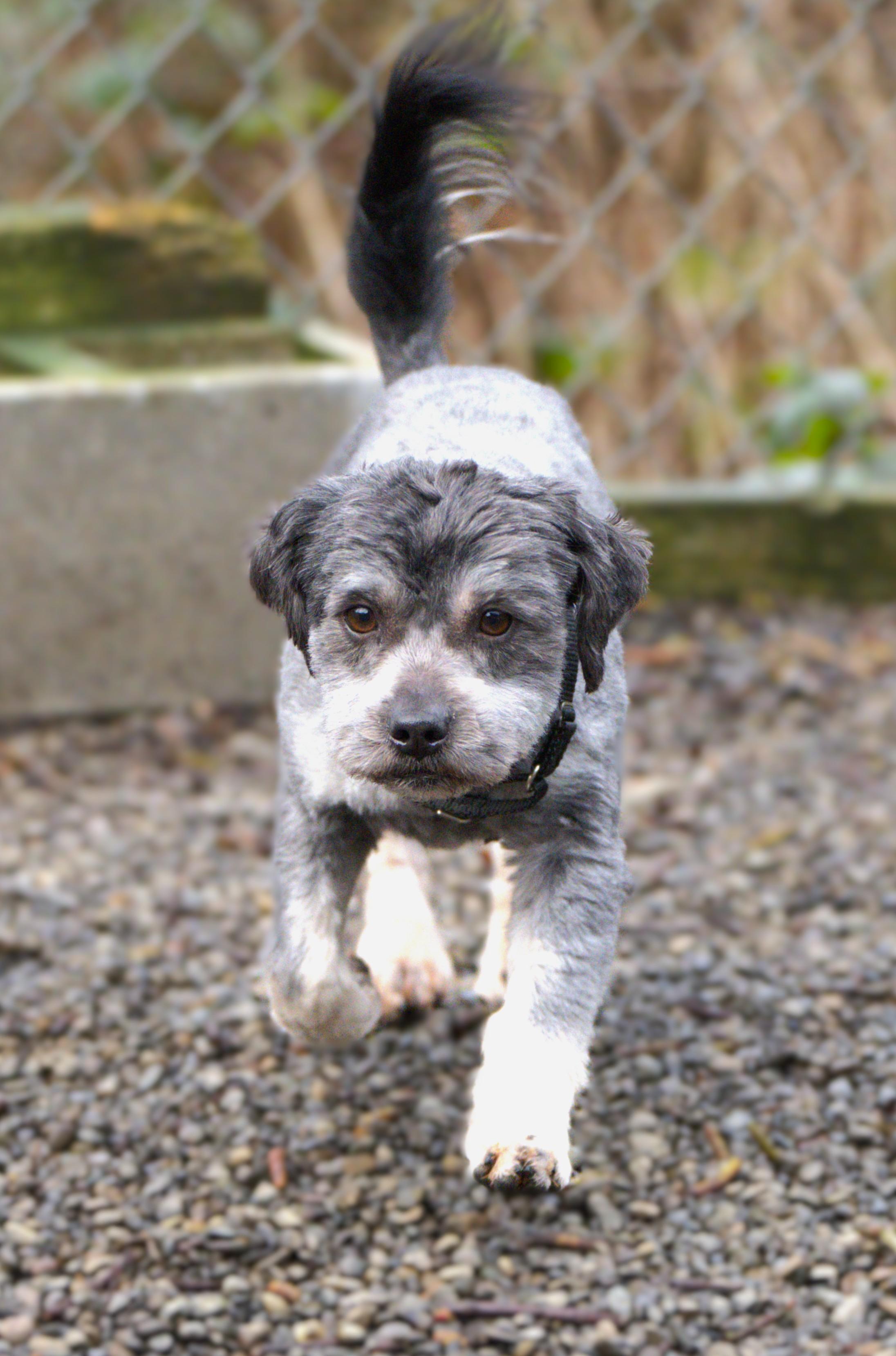 Enlarge Pepper = Bonded pair with Salt, a Adoptable mixed breed in Hoquiam, WA image 4/5