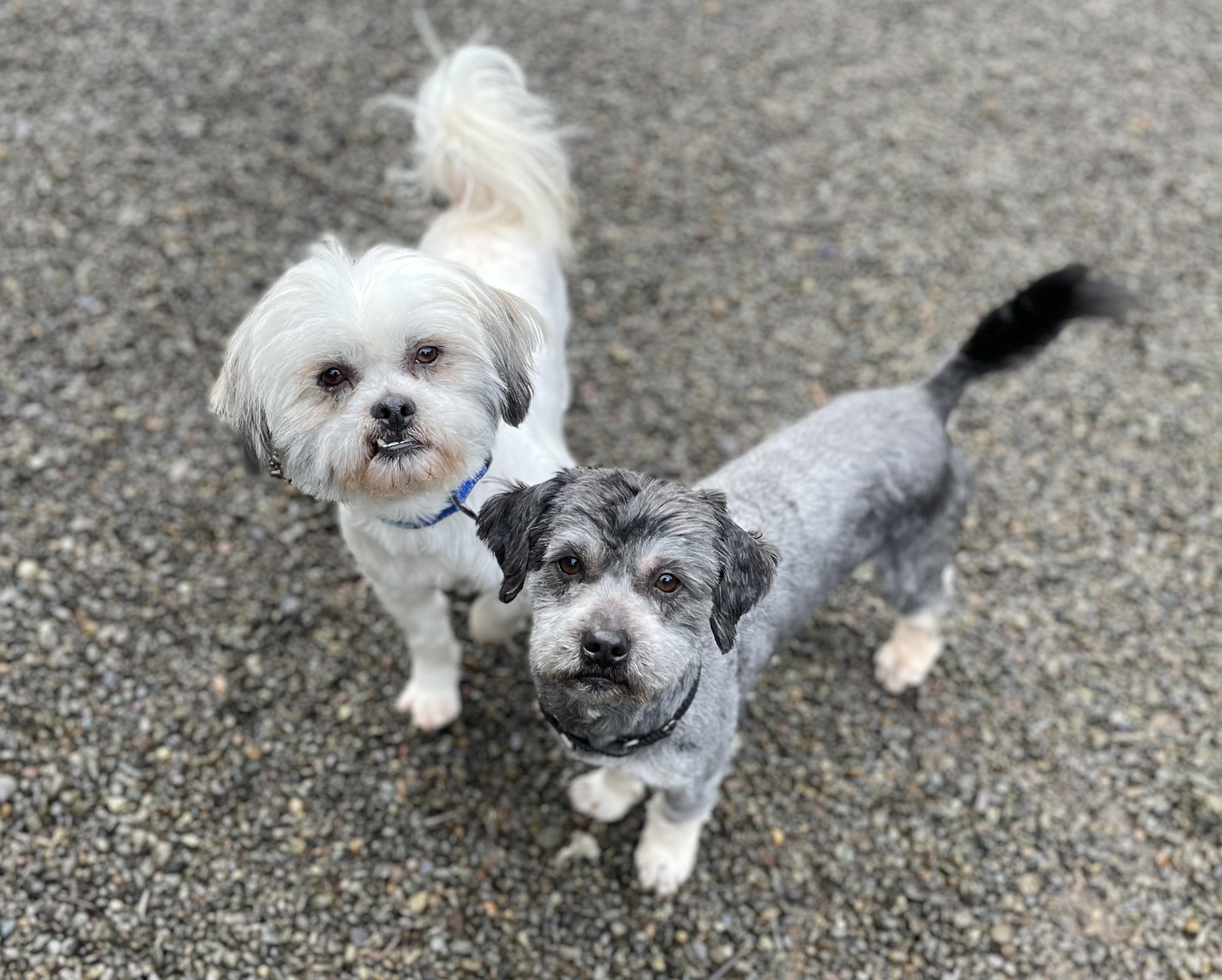 Enlarge Pepper = Bonded pair with Salt, a Adoptable mixed breed in Hoquiam, WA image 6/6