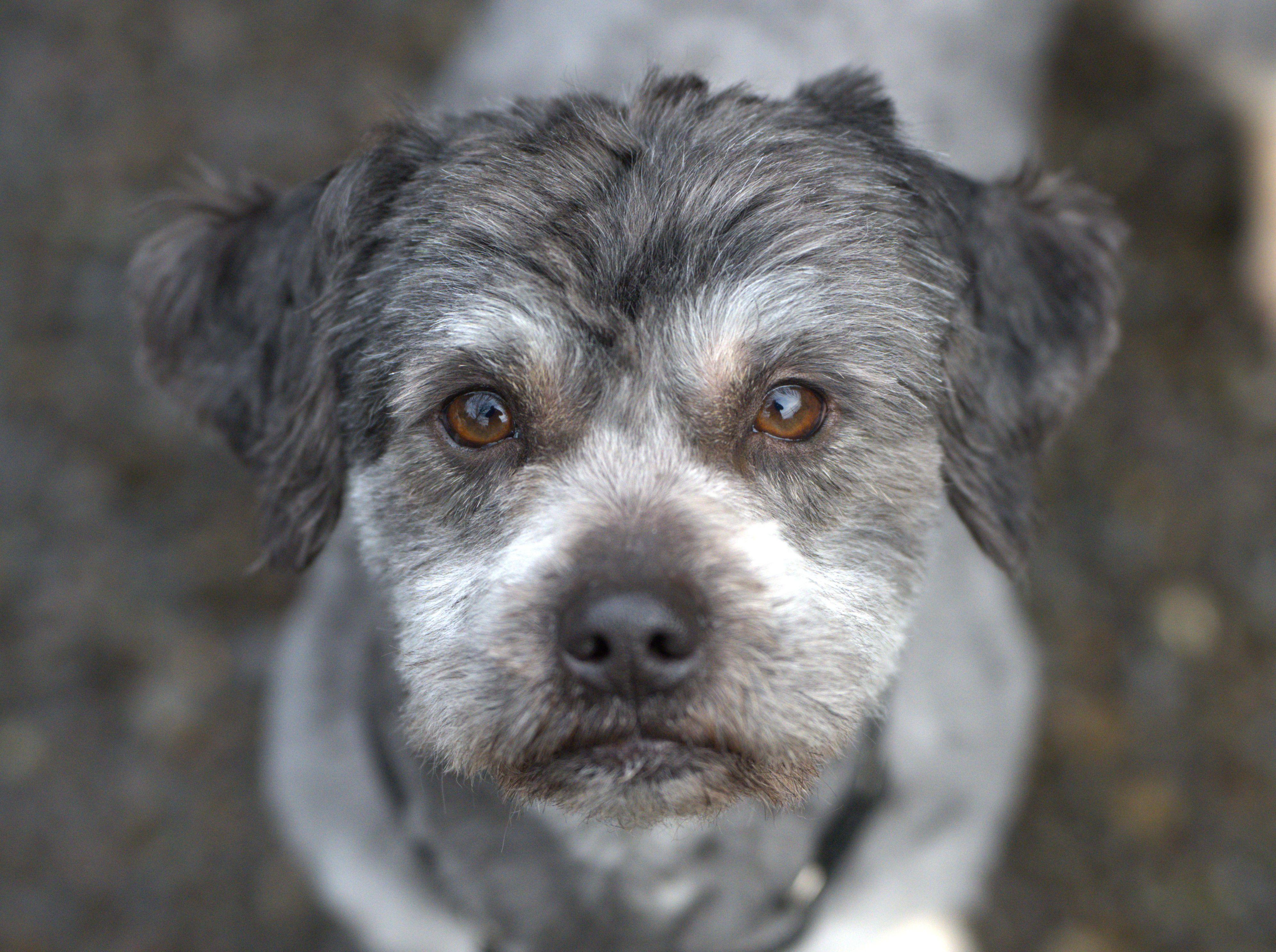 Enlarge Pepper = Bonded pair with Salt, a Adoptable mixed breed in Hoquiam, WA image 1/5