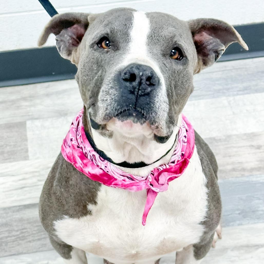 Enlarge Anastasia, a Adoptable American Bulldog in Lufkin, TX image 1/3