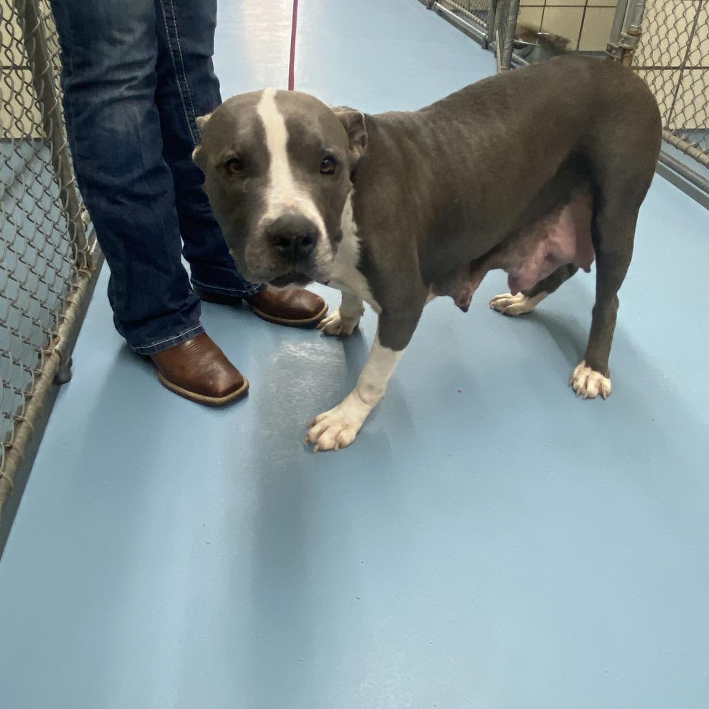 Enlarge Anastasia, a Adoptable American Bulldog in Lufkin, TX image 2/3