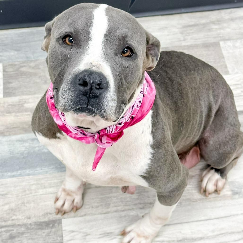 Enlarge Anastasia, a Adoptable American Bulldog in Lufkin, TX image 3/3