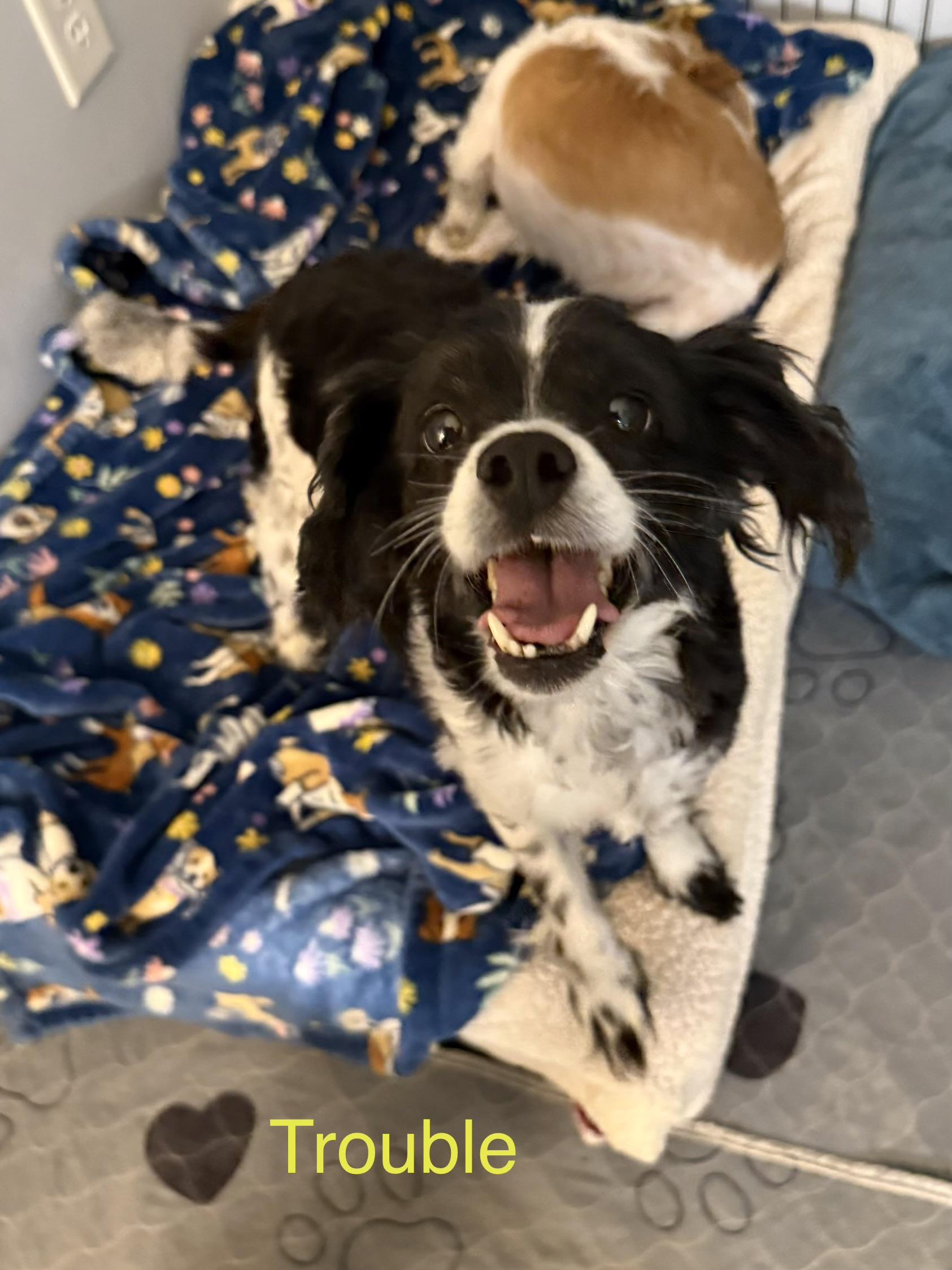 Enlarge Trouble & Cookie bonded pair, a ADOPTABLE mixed breed in Kings Mountain, NC image 3/6