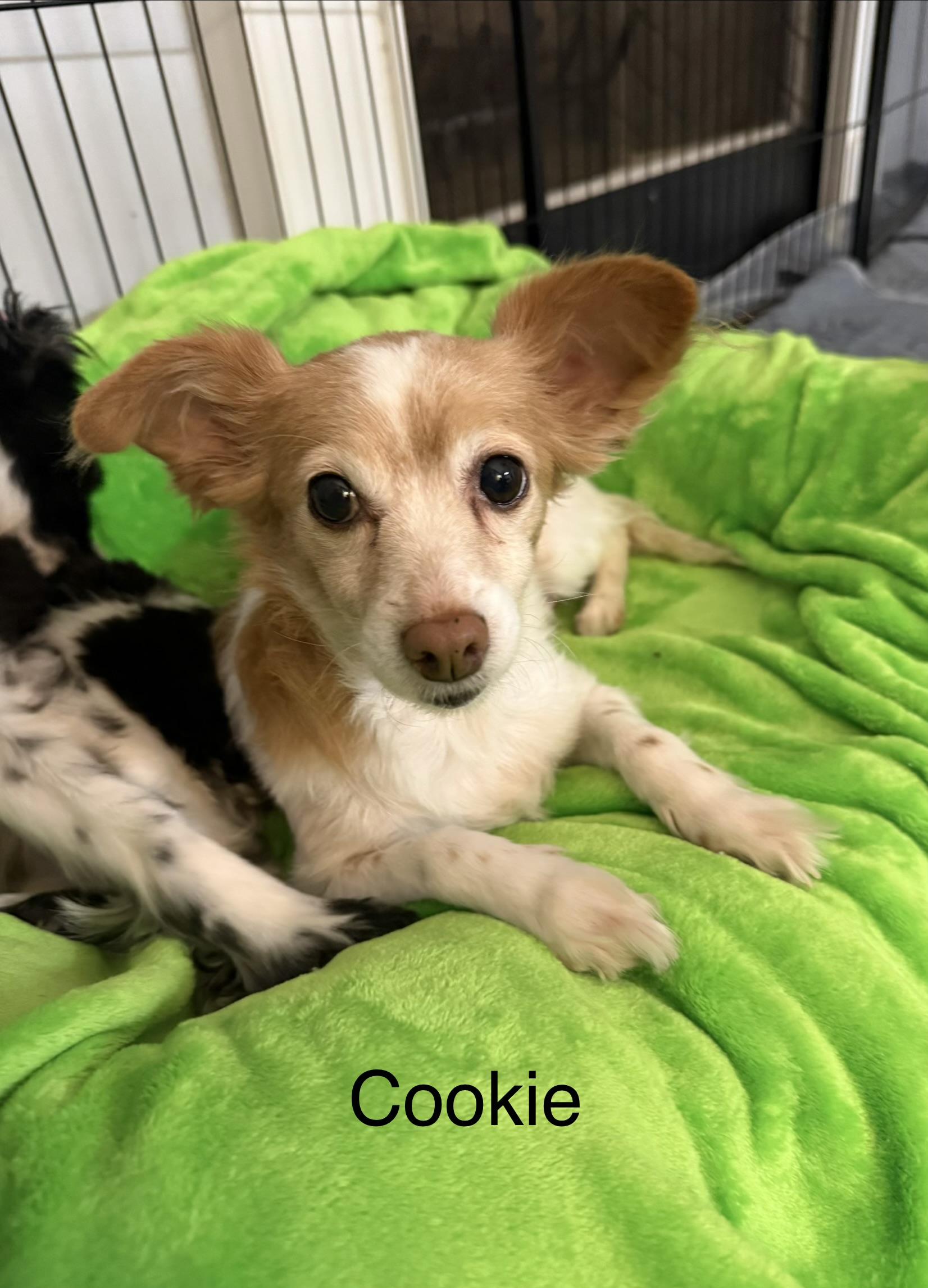 Enlarge Trouble & Cookie bonded pair, a ADOPTABLE mixed breed in Kings Mountain, NC image 2/6