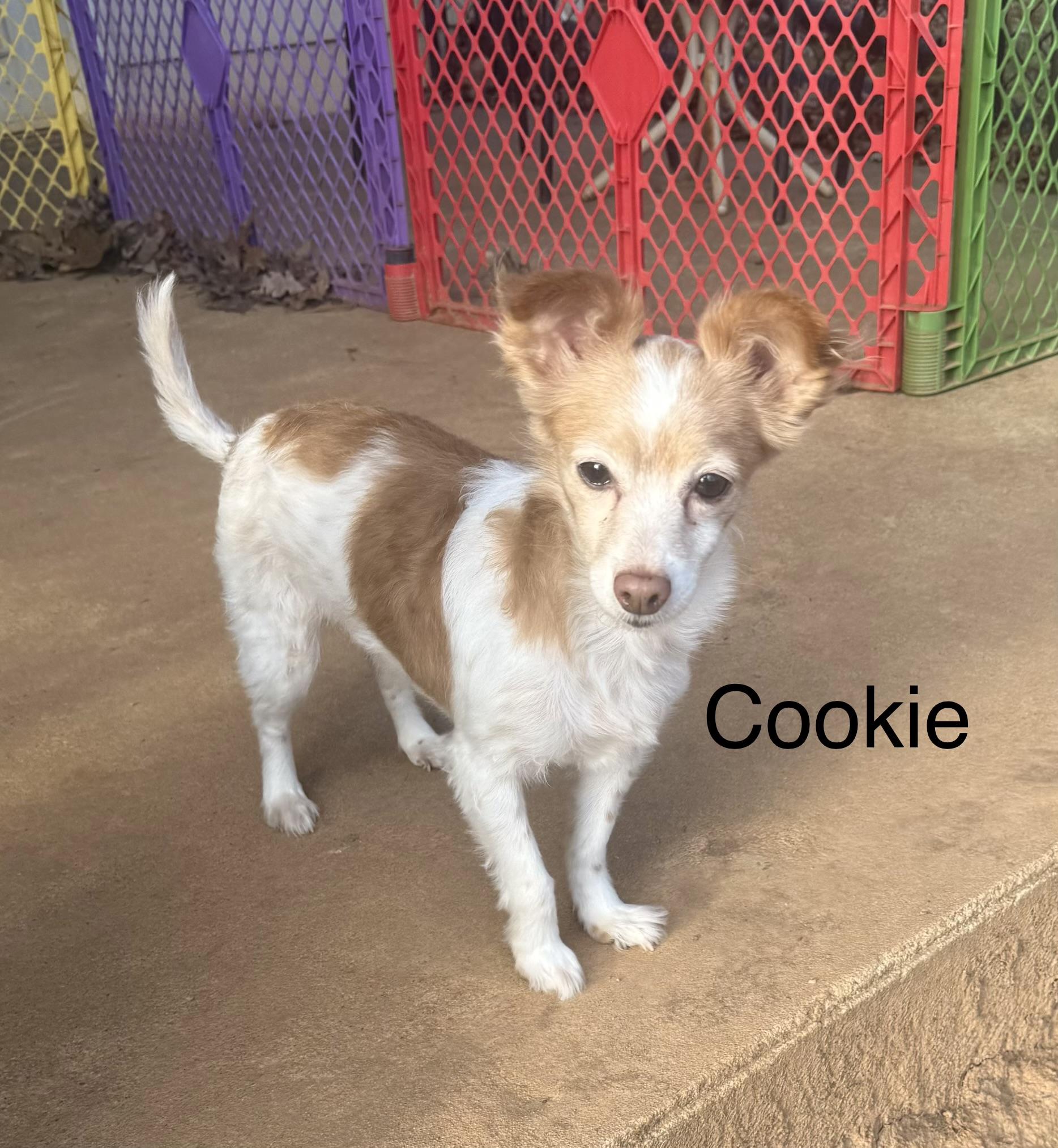 Enlarge Trouble & Cookie bonded pair, a ADOPTABLE mixed breed in Kings Mountain, NC image 5/6