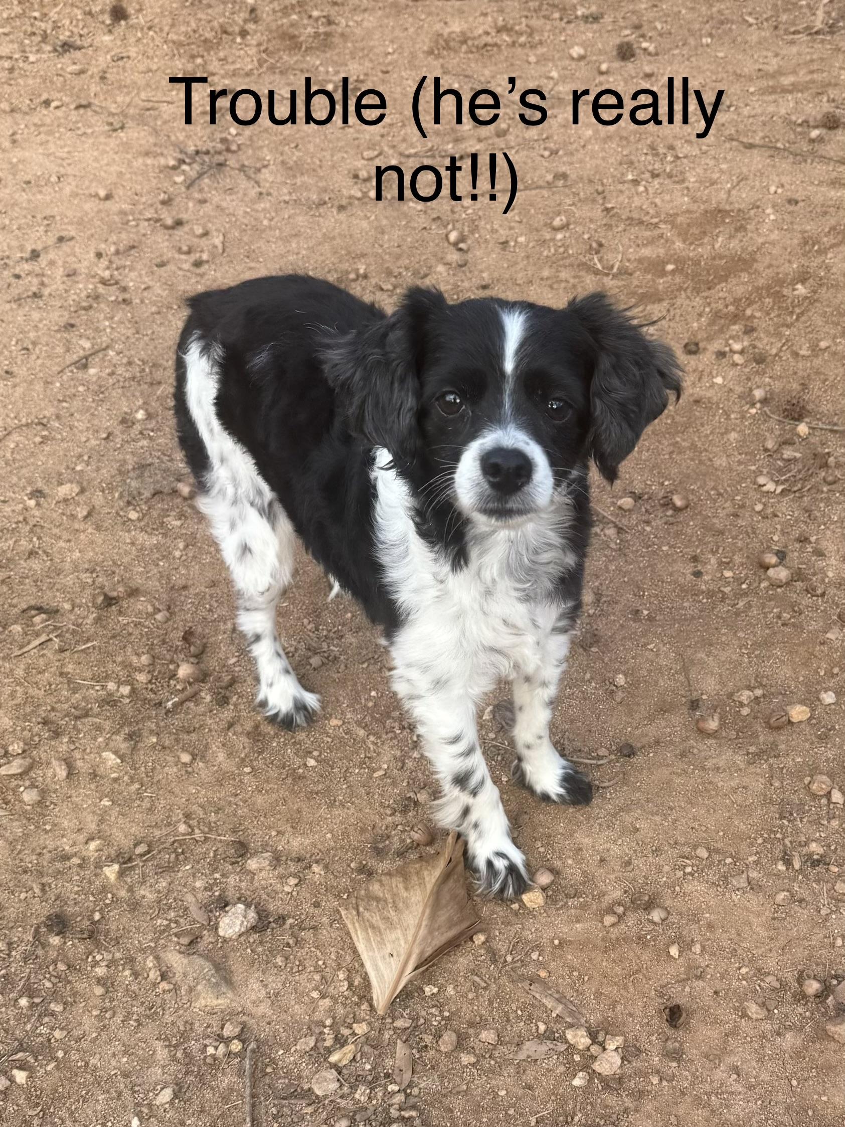 Enlarge Trouble & Cookie bonded pair, a ADOPTABLE mixed breed in Kings Mountain, NC image 6/6