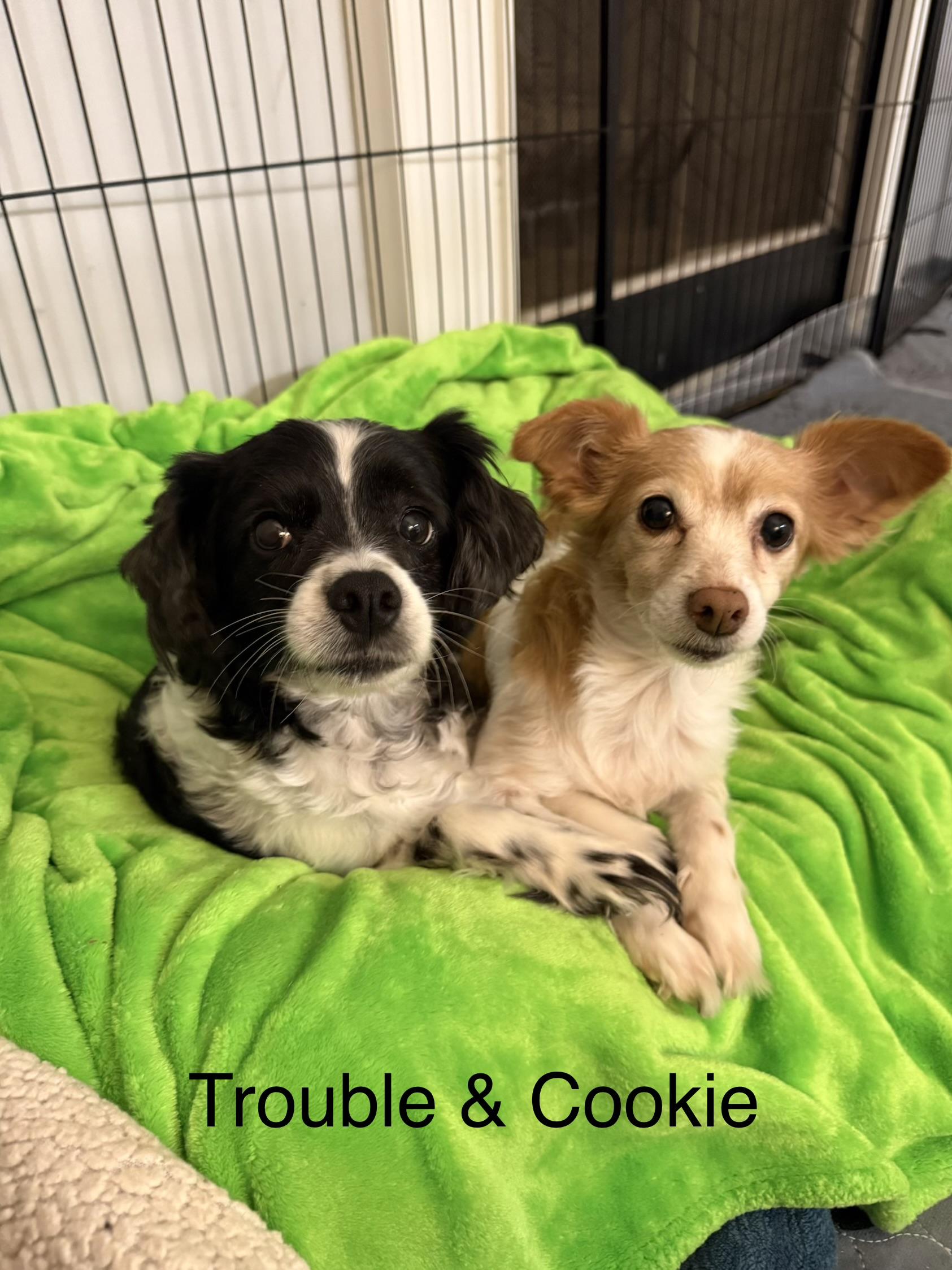 Trouble & Cookie bonded pair, ADOPTABLE, Adult Female Cocker Spaniel & Jack Russell Terrier.