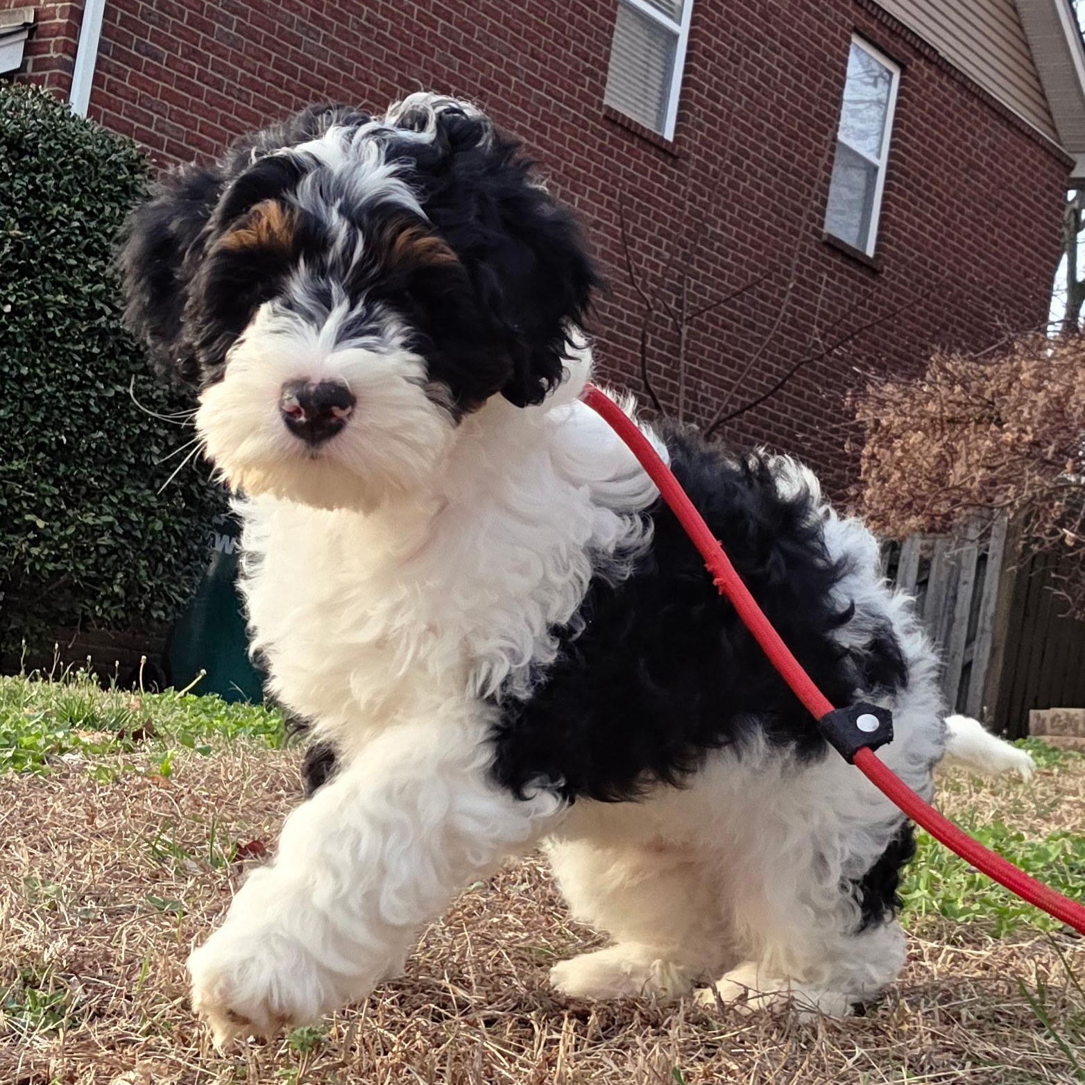 Archie Andrews, adoptable, Puppy Male Aussiedoodle & Bernedoodle.