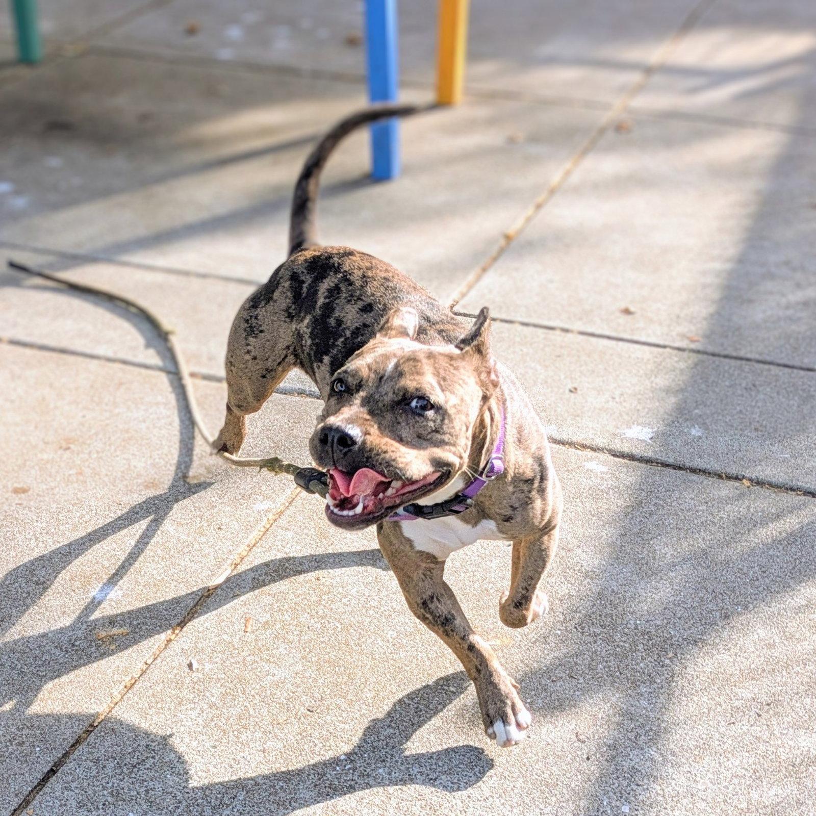 Fontana, Adoptable, Young Female Mixed Breed.