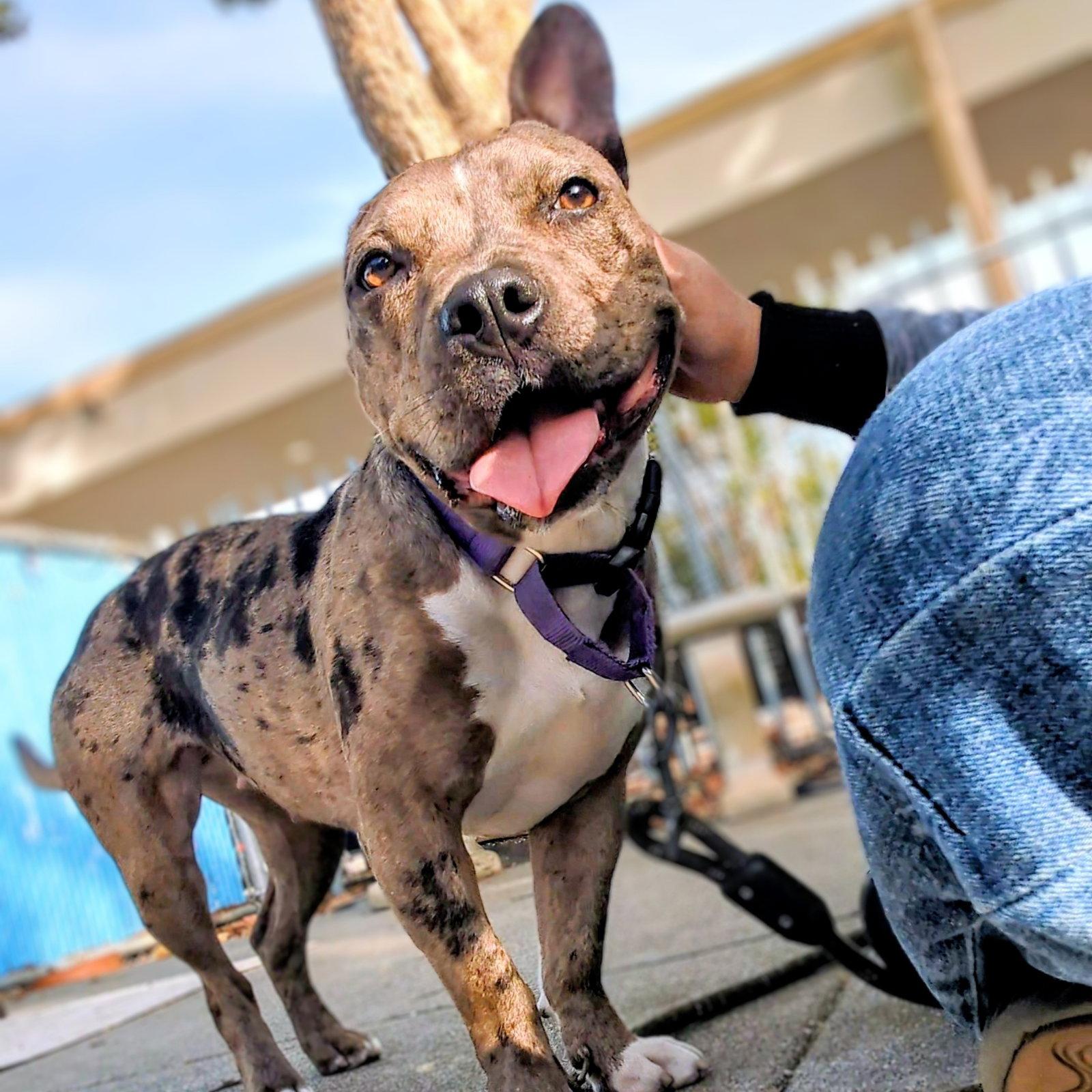 Enlarge Fontana, a Adoptable Mixed Breed in Oakland, CA image 2/3