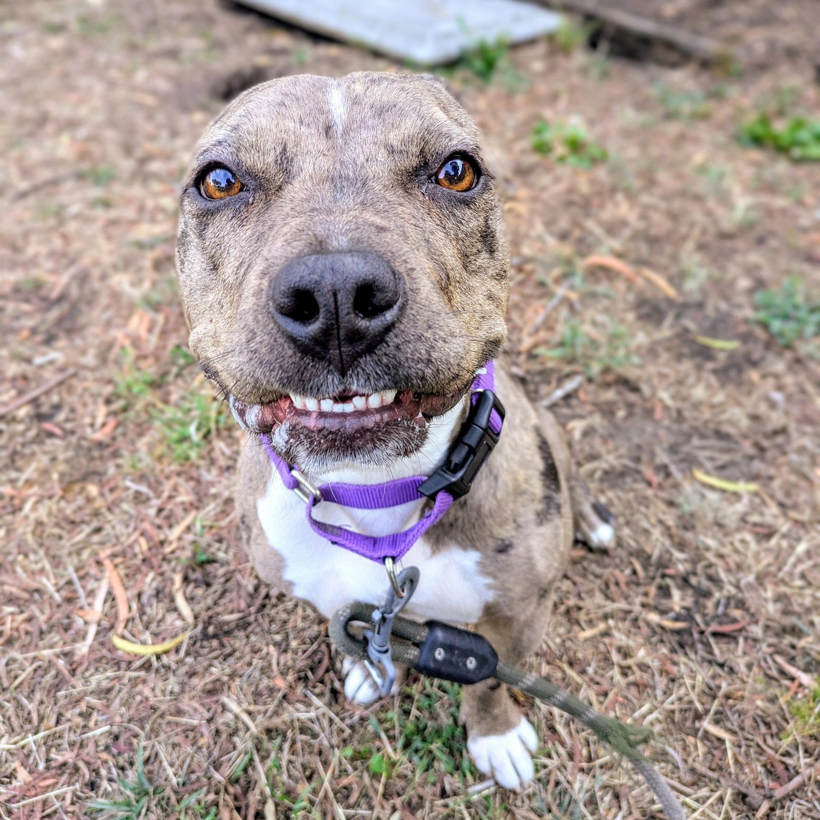 Enlarge Fontana, a Adoptable Mixed Breed in Oakland, CA image 3/3