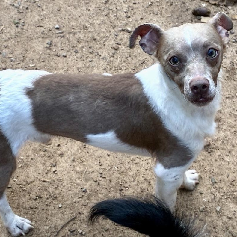 Groot, a ADOPTABLE mixed breed in Pelham, NH image 2/6
