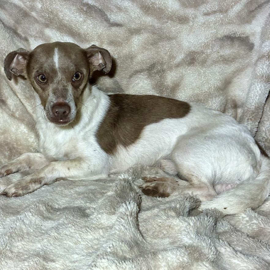Groot, a ADOPTABLE mixed breed in Pelham, NH image 4/6