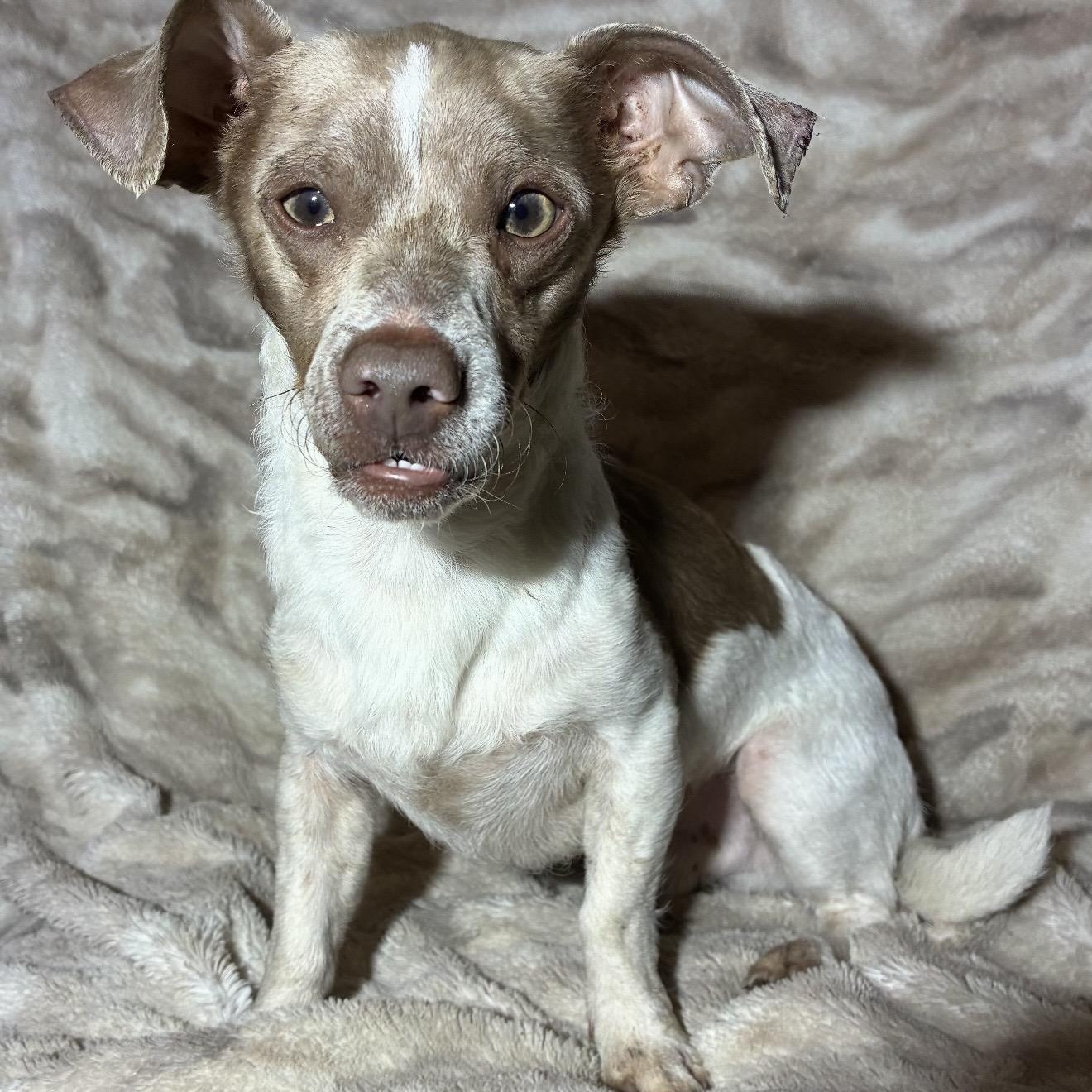 Groot, a ADOPTABLE mixed breed in Pelham, NH image 6/6