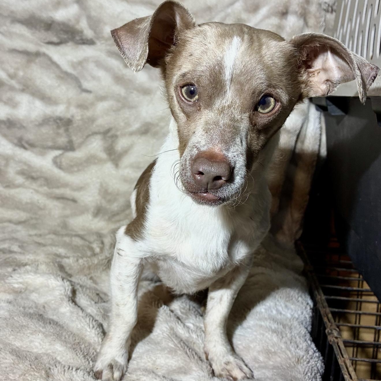 Groot, ADOPTABLE, Young Male Chihuahua & Mixed Breed.