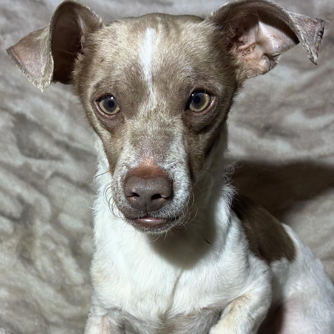 Groot, a ADOPTABLE mixed breed in Pelham, NH image 5/6
