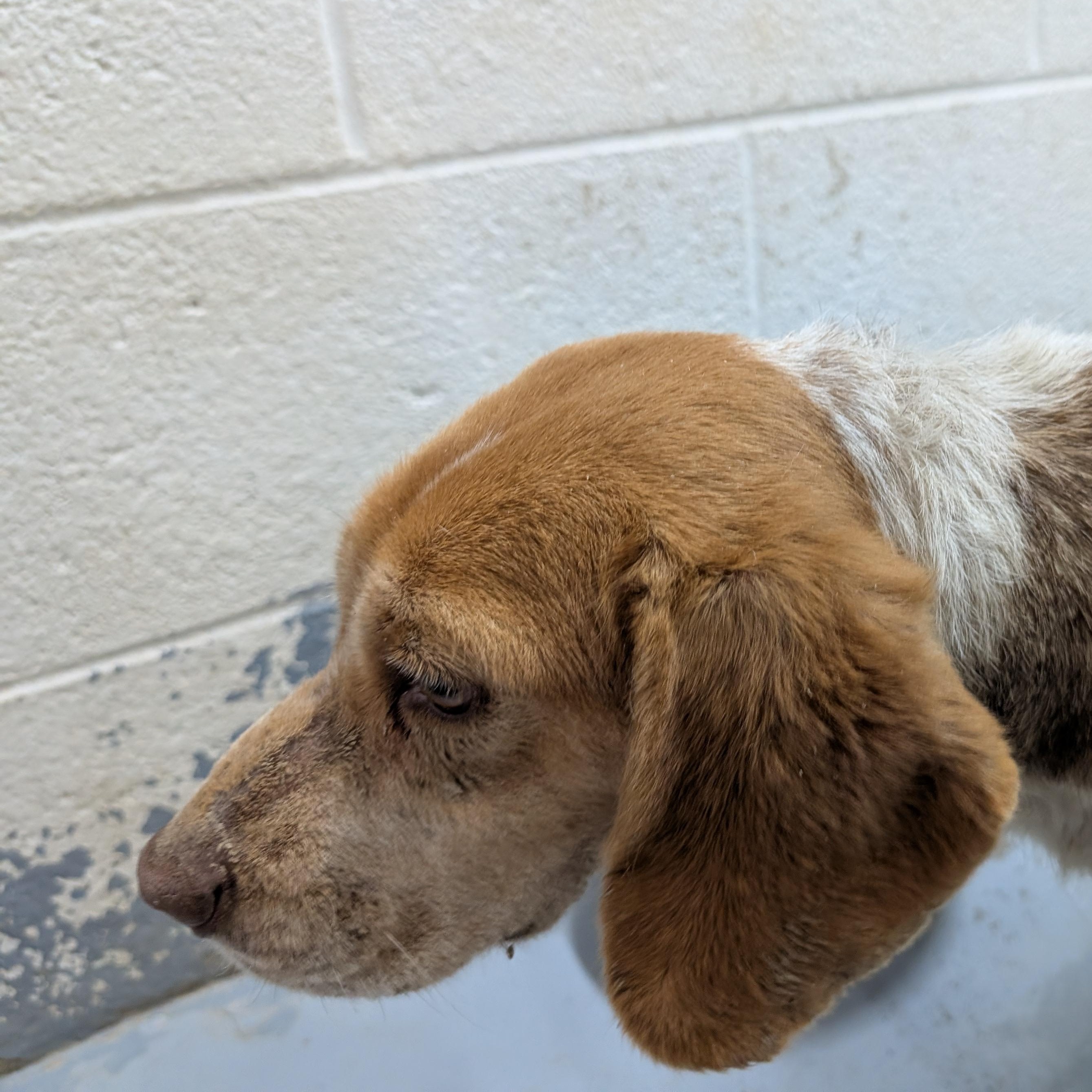 Enlarge 190407 Jolene LOOKING FOR OWNER, a ADOPTABLE Beagle in Ravenna, OH image 2/3