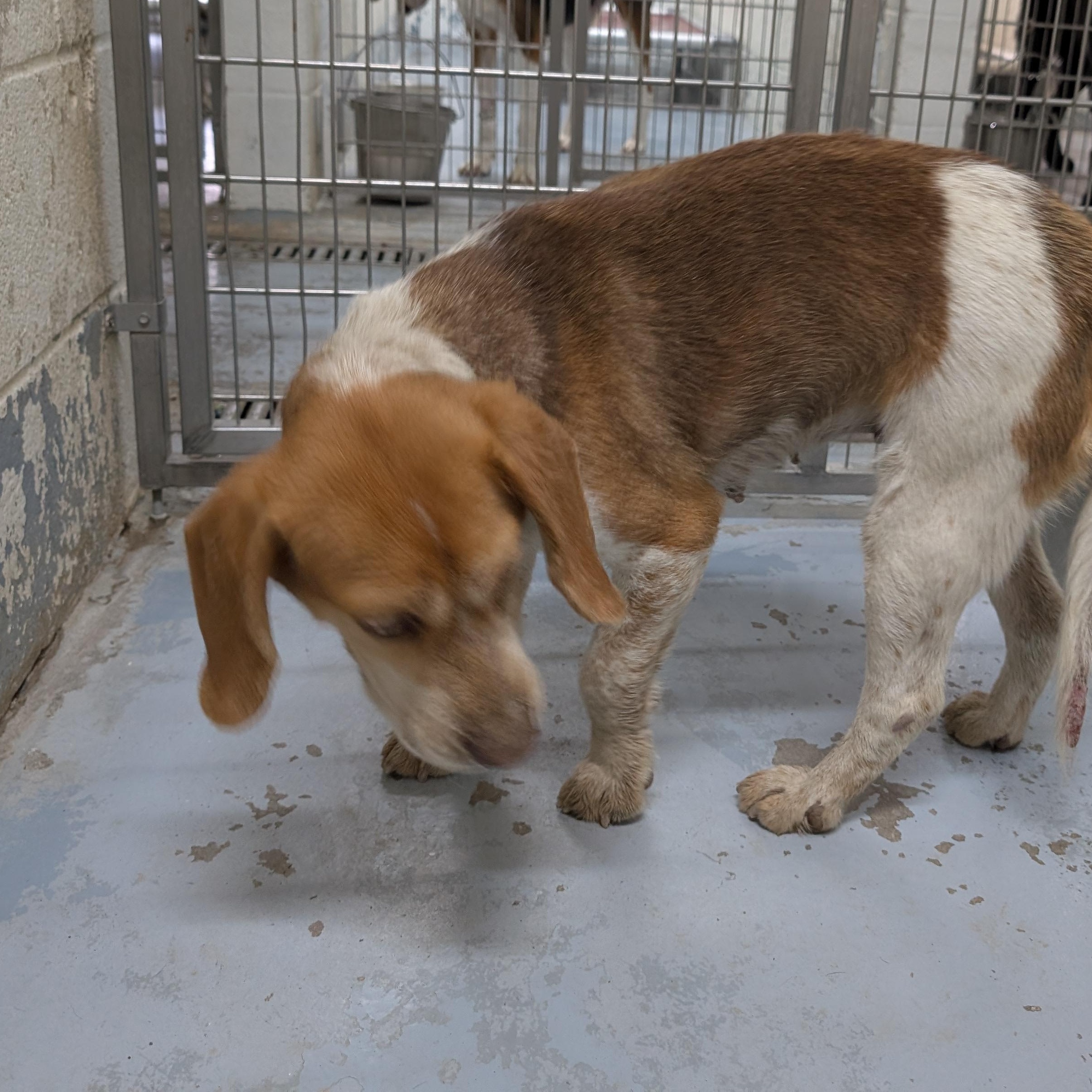 Enlarge 190407 Jolene LOOKING FOR OWNER, a ADOPTABLE Beagle in Ravenna, OH image 3/3