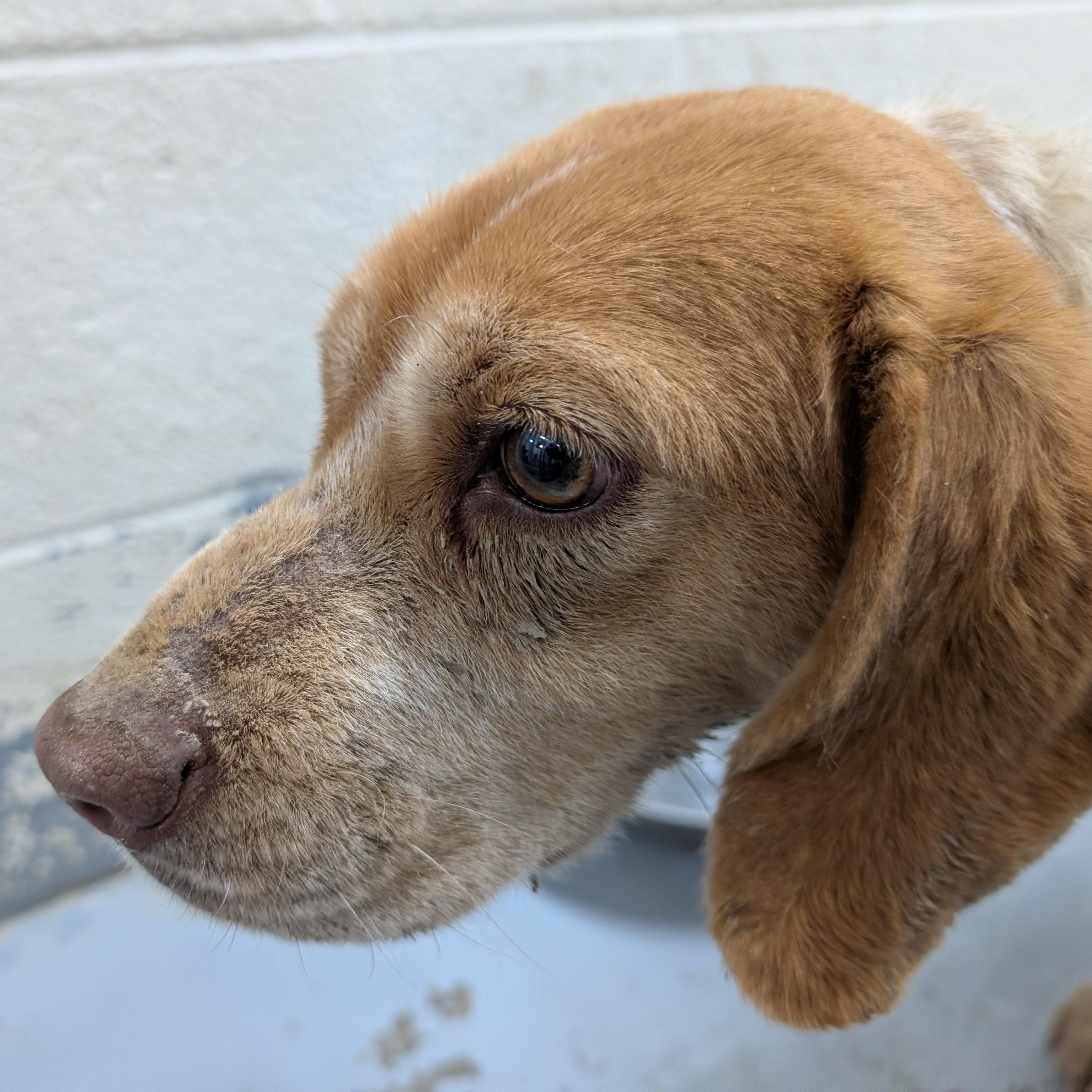 190407 Jolene LOOKING FOR OWNER, ADOPTABLE, Adult Female Beagle.