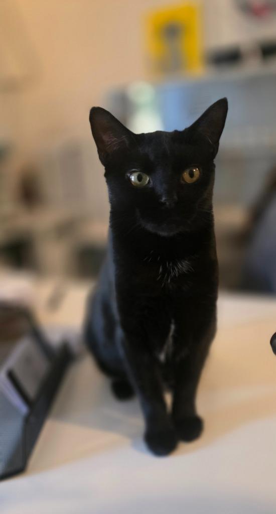 Enlarge Midnight, a Adoptable mixed breed in Miami, OK image 1/5
