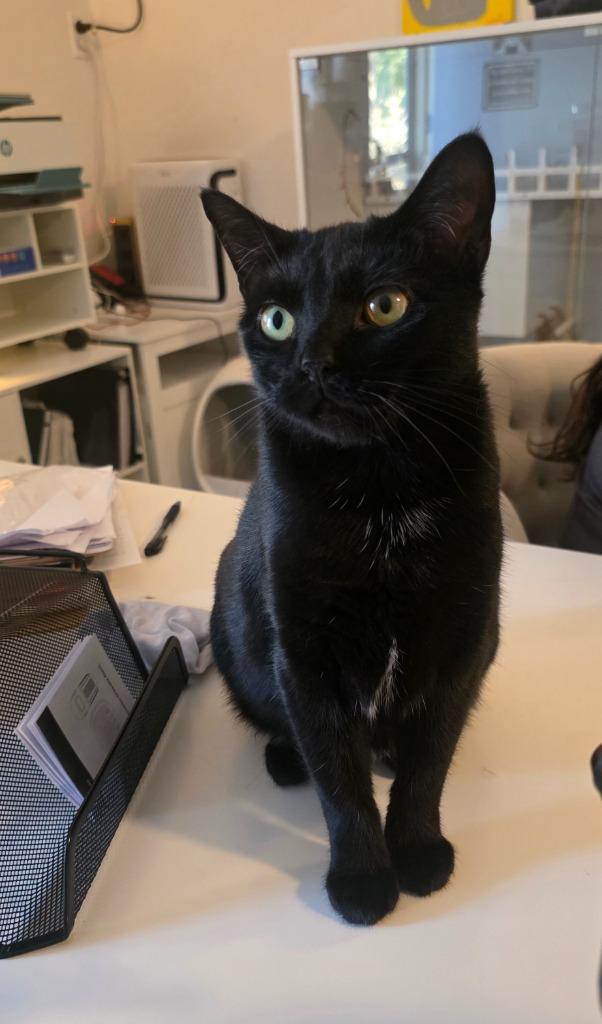 Enlarge Midnight, a Adoptable mixed breed in Miami, OK image 2/5