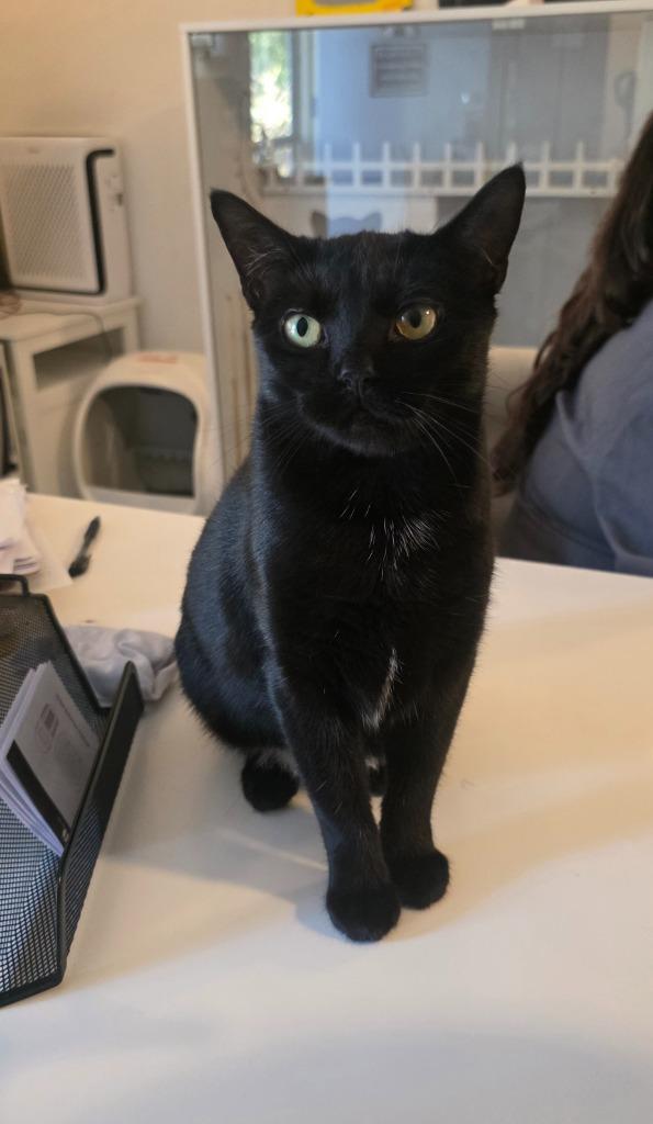 Enlarge Midnight, a Adoptable mixed breed in Miami, OK image 3/5