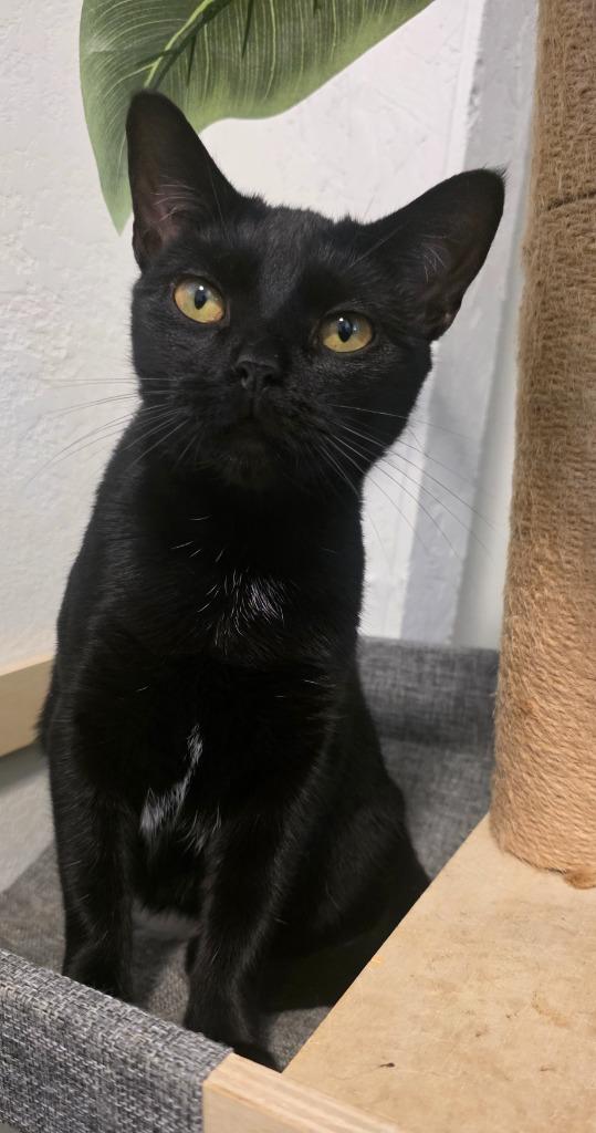 Enlarge Midnight, a Adoptable mixed breed in Miami, OK image 4/5