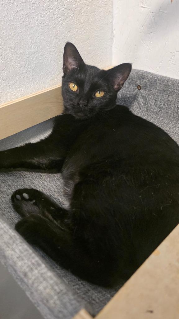 Enlarge Midnight, a Adoptable mixed breed in Miami, OK image 5/5