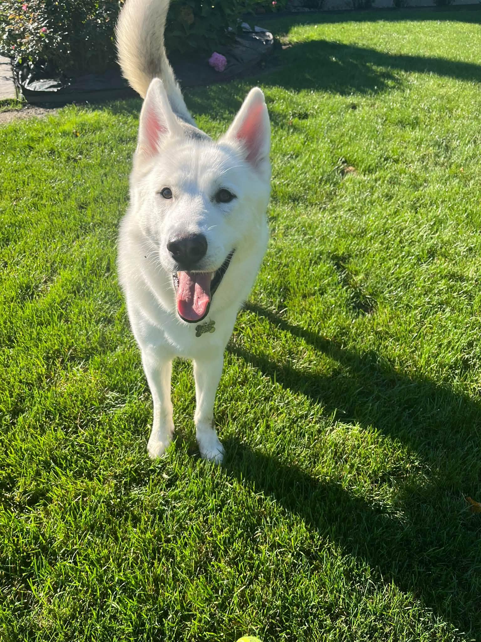 Enlarge Cosmo, a Adoptable mixed breed in Albany, NY image 3/6