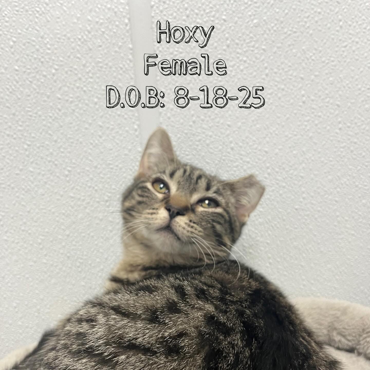 Enlarge  Hoxy - Adorable and playful kitten, a Adoptable Domestic Short Hair in Hales Corners, WI image 6/6