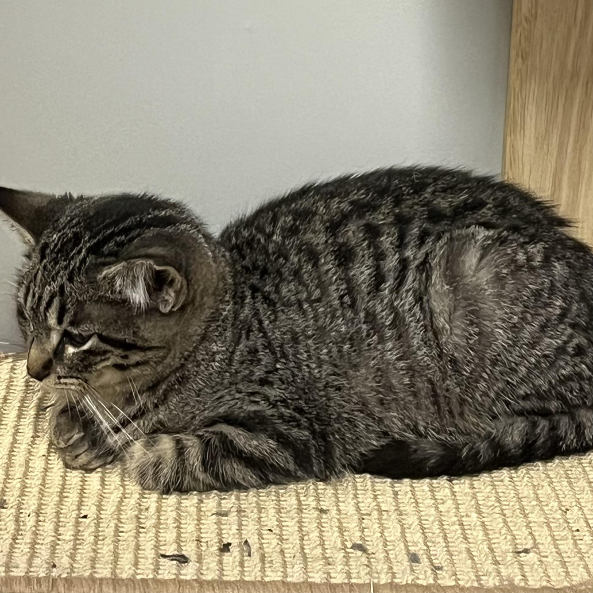 Enlarge  Hoxy - Adorable and playful kitten, a Adoptable Domestic Short Hair in Hales Corners, WI image 5/6