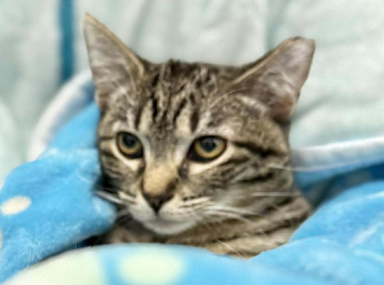 Enlarge  Hoxy - Adorable and playful kitten, a Adoptable Domestic Short Hair in Hales Corners, WI image 4/6