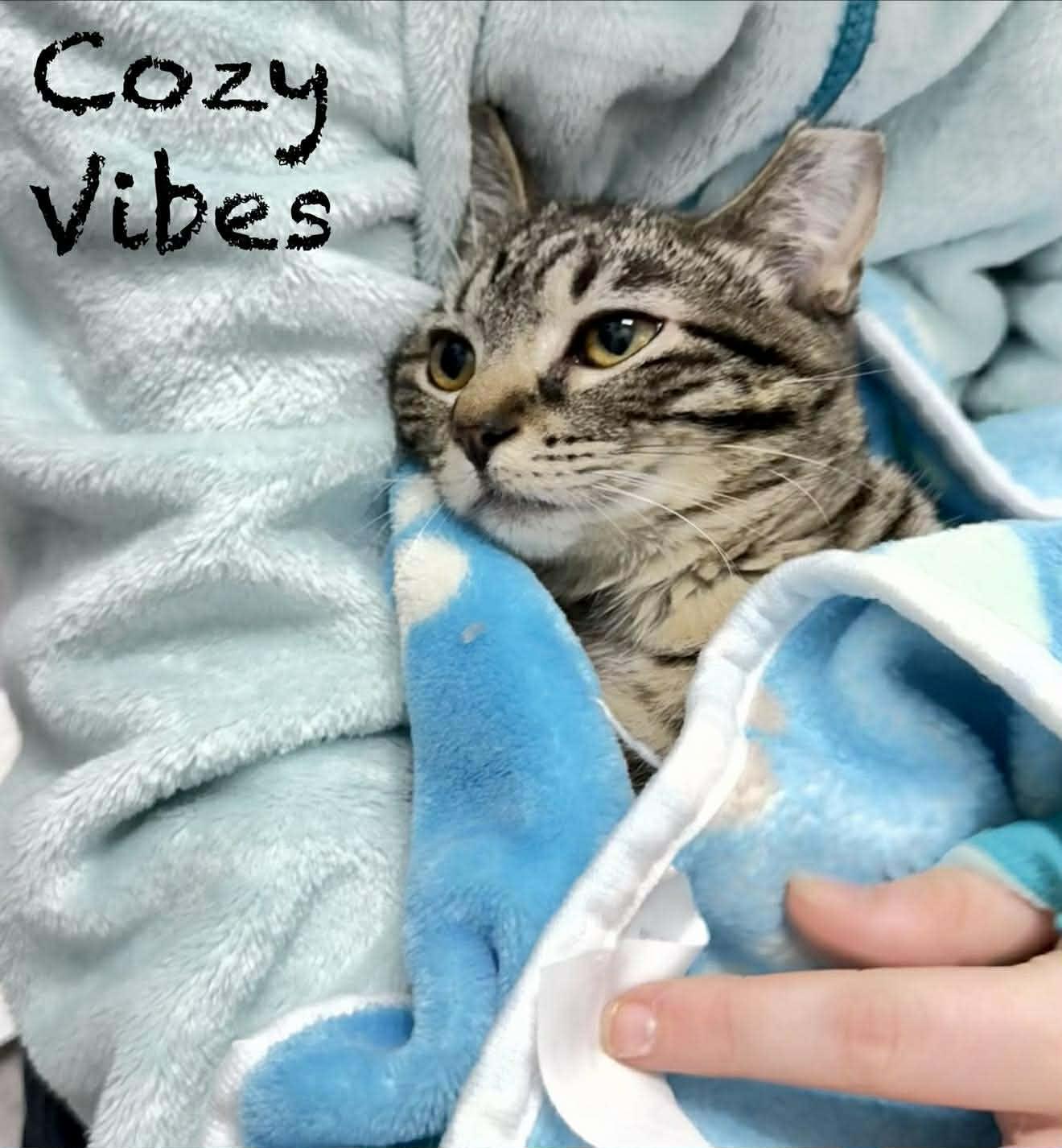 Enlarge  Hoxy - Adorable and playful kitten, a Adoptable Domestic Short Hair in Hales Corners, WI image 3/6