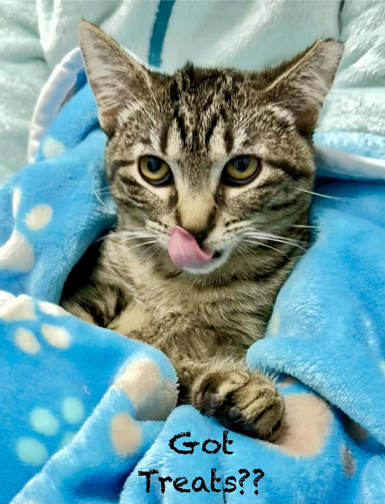 Enlarge  Hoxy - Adorable and playful kitten, a Adoptable Domestic Short Hair in Hales Corners, WI image 1/6