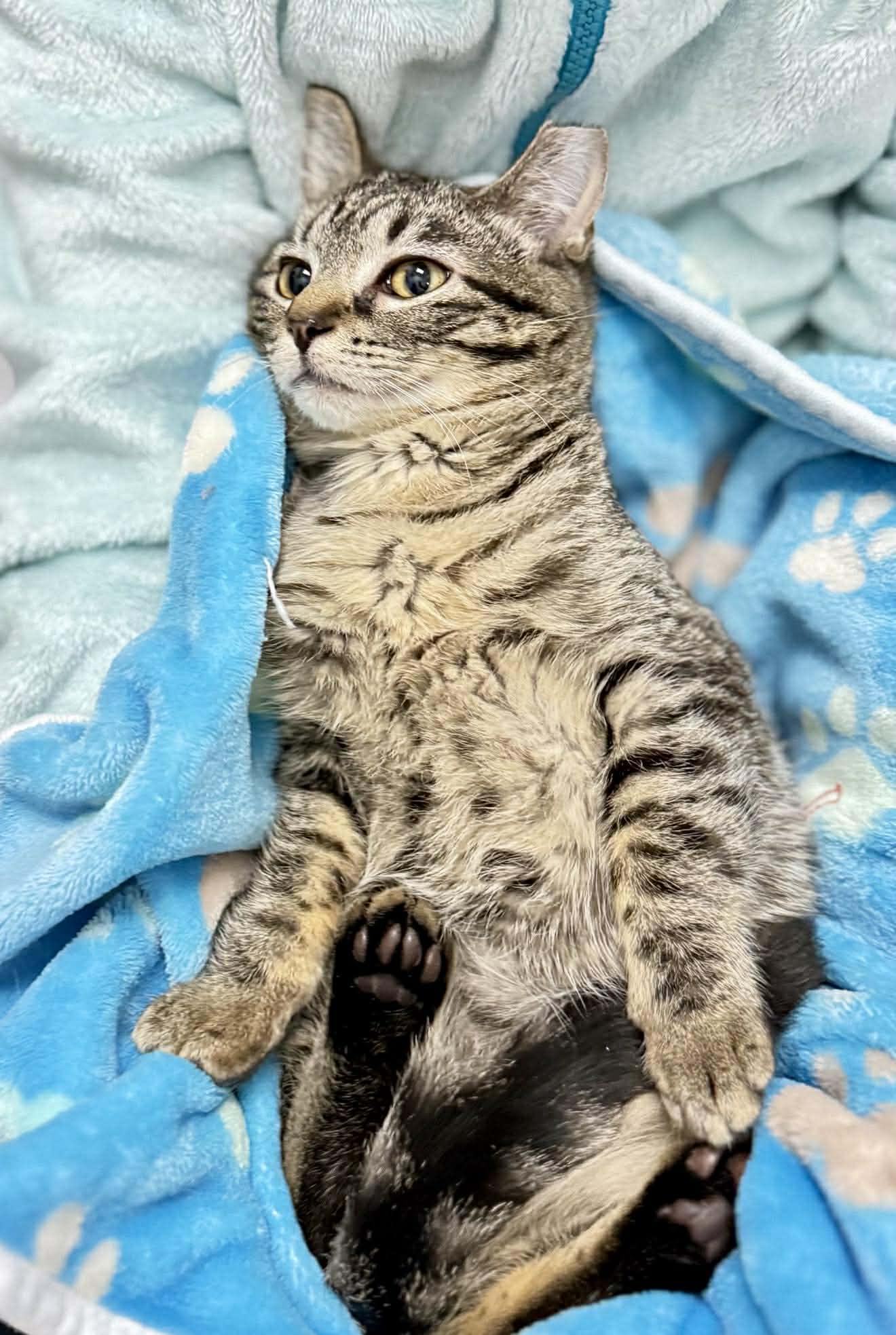 Enlarge  Hoxy - Adorable and playful kitten, a Adoptable Domestic Short Hair in Hales Corners, WI image 2/6