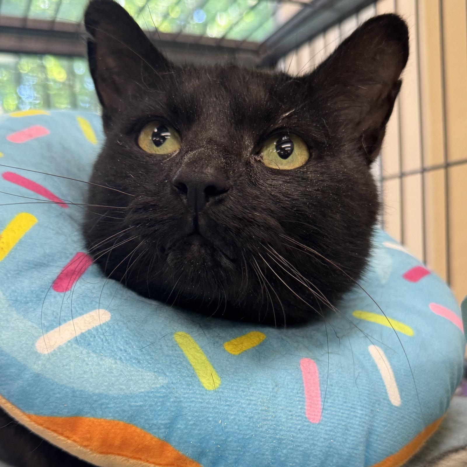 Jet, a Adoptable Domestic Short Hair in Winchendon, MA image 1/3