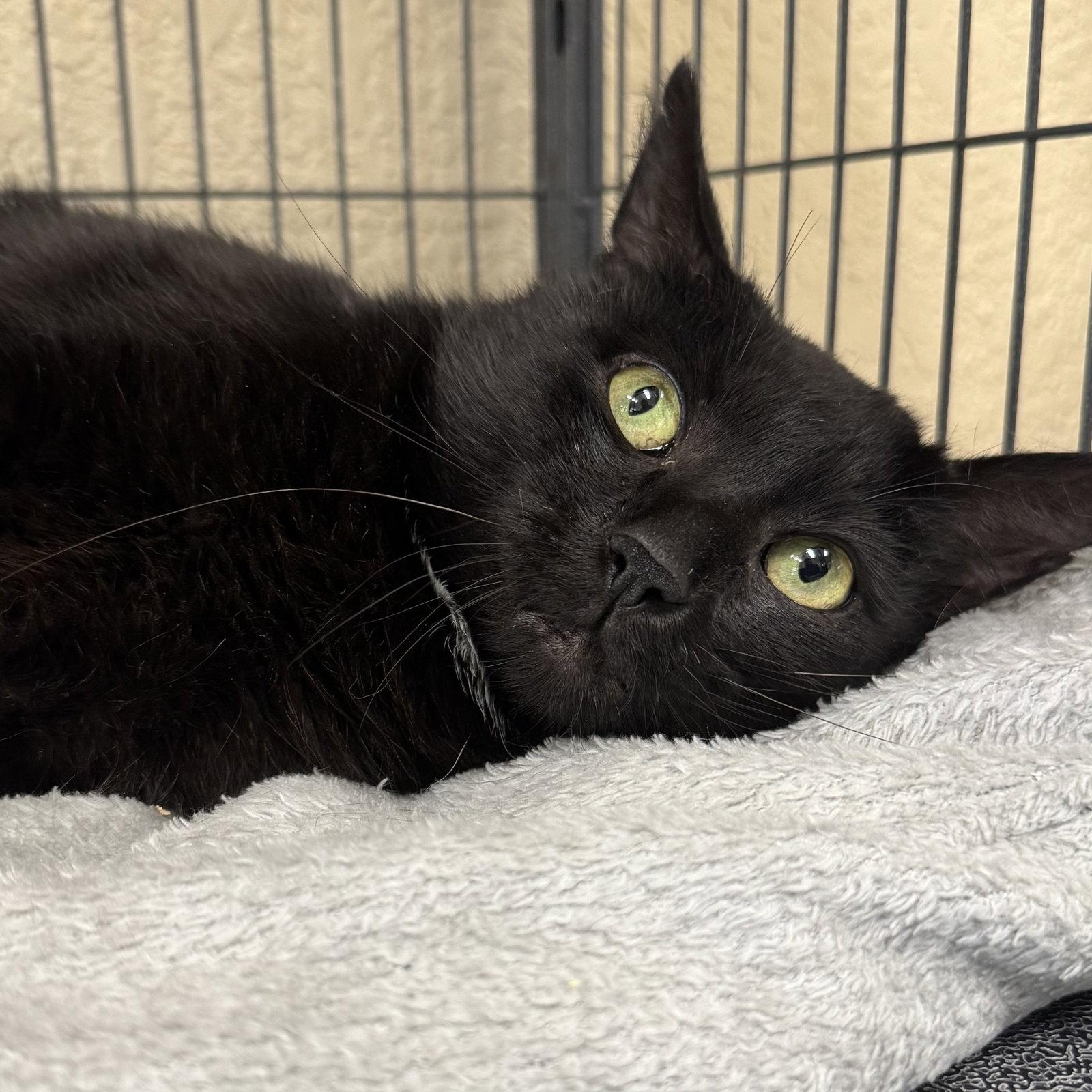 Jet, Adoptable, Adult Male Domestic Short Hair.