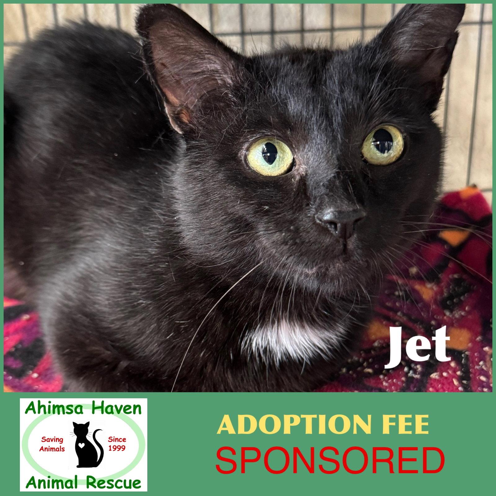 Jet, a Adoptable Domestic Short Hair in Winchendon, MA image 3/3