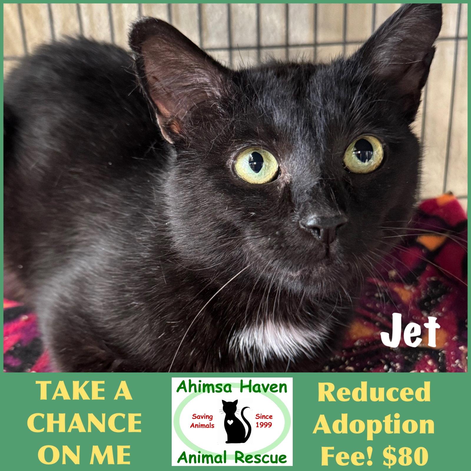 Jet, a Adoptable Domestic Short Hair in Winchendon, MA image 2/2
