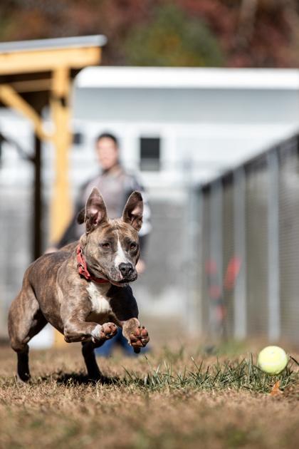 Coco, Adoptable, Adult Female Mixed Breed & Mixed Breed.