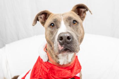 Coco, a Adoptable Mixed Breed in Georgetown, DE image 2/3