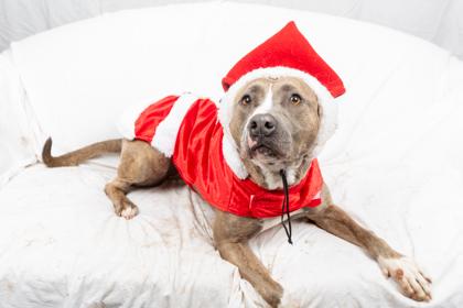 Coco, a Adoptable Mixed Breed in Georgetown, DE image 4/6