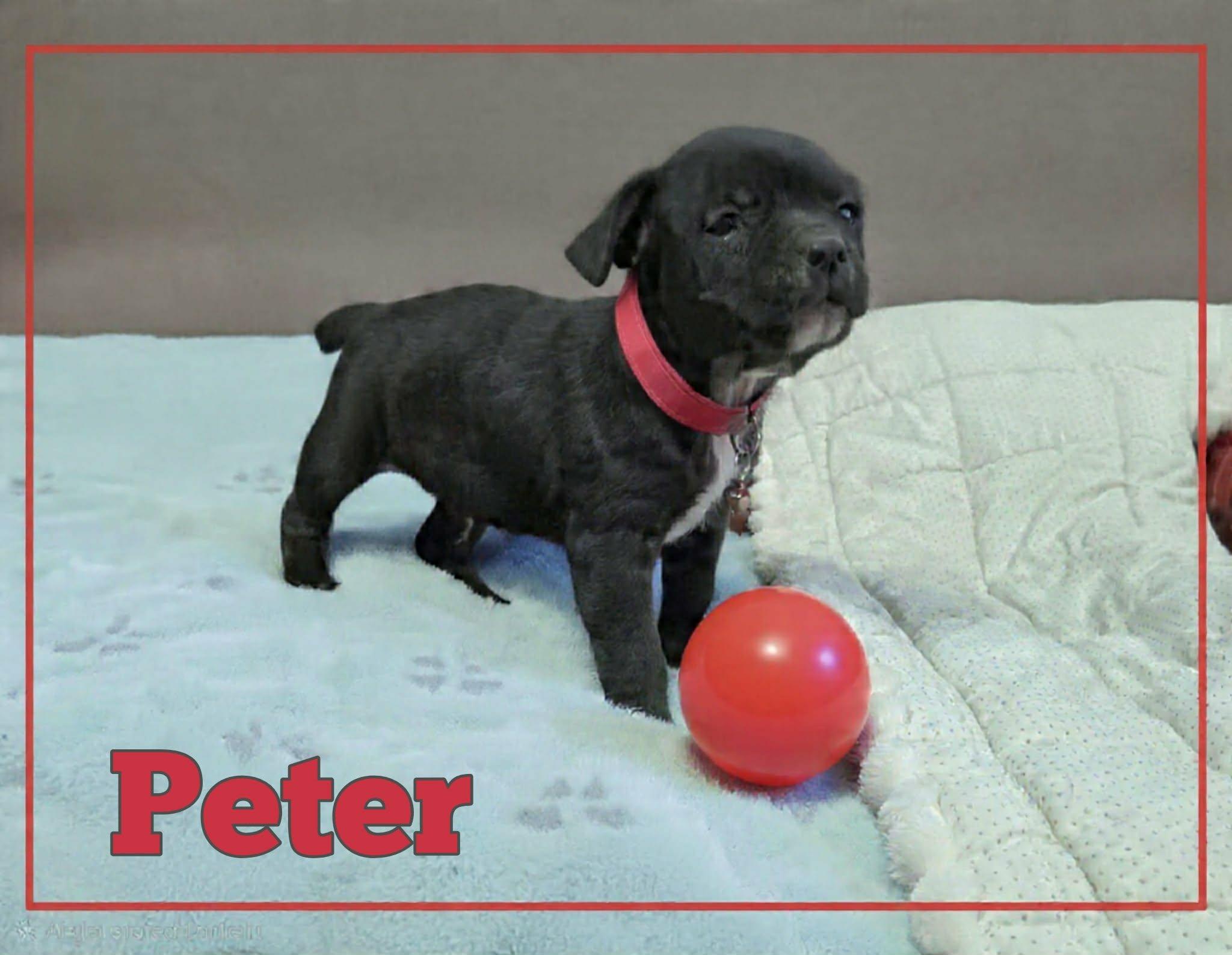 Enlarge peter, a ADOPTABLE mixed breed in Grove, OK image 3/4