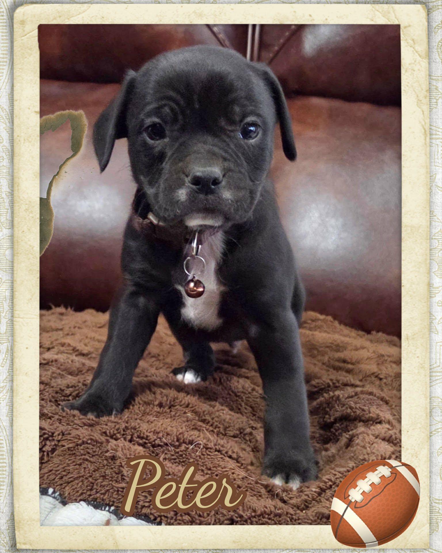 Enlarge peter, a ADOPTABLE mixed breed in Grove, OK image 2/4