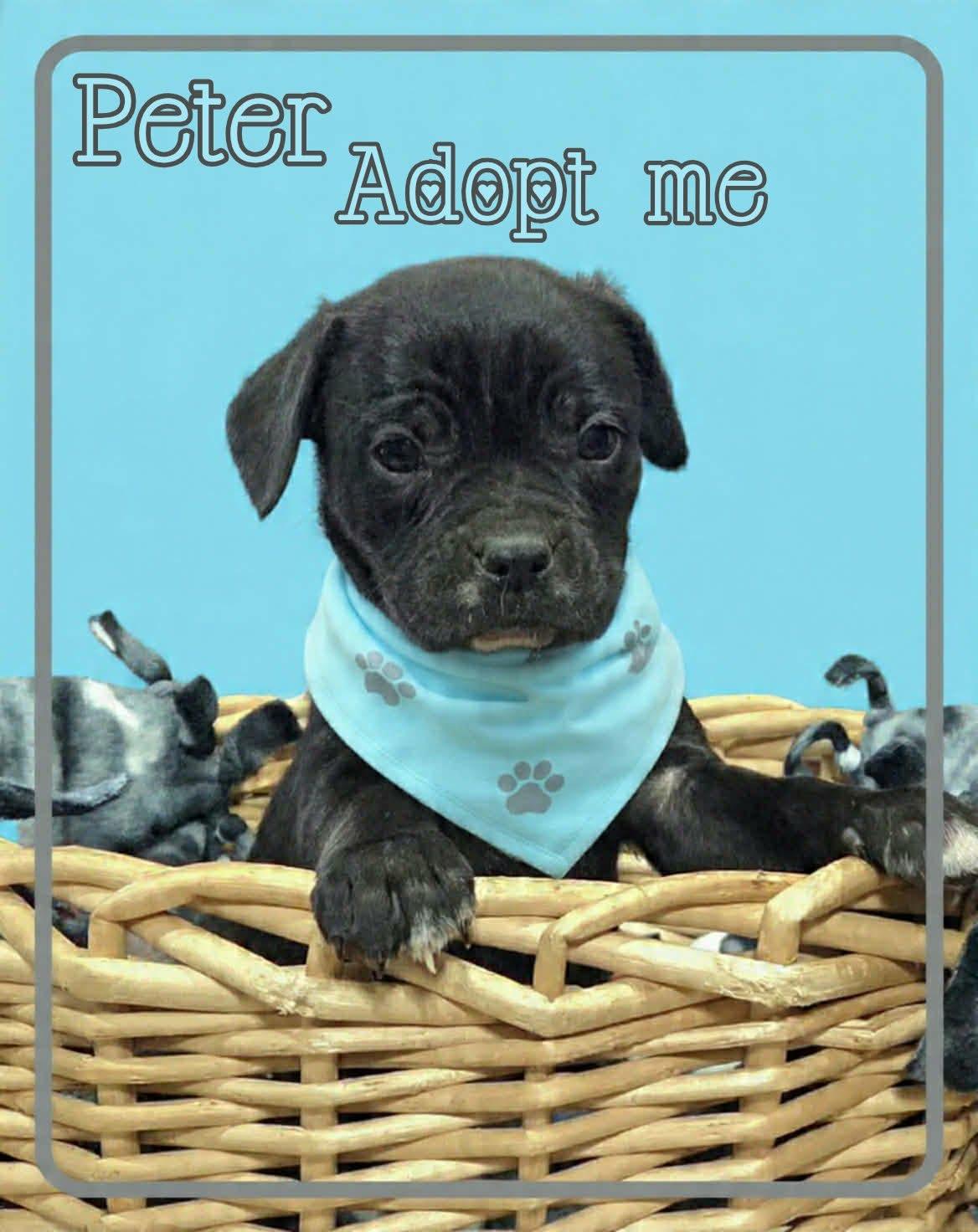 Enlarge peter, a ADOPTABLE mixed breed in Grove, OK image 1/4